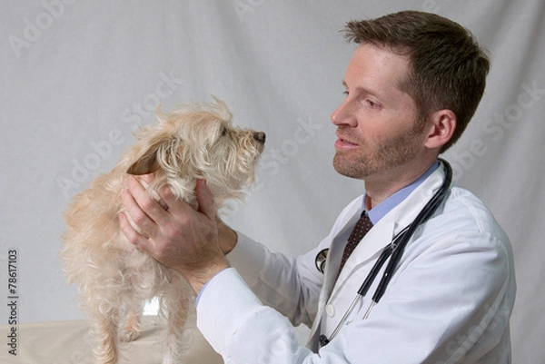Obraz Veterinarian interacting with small dog