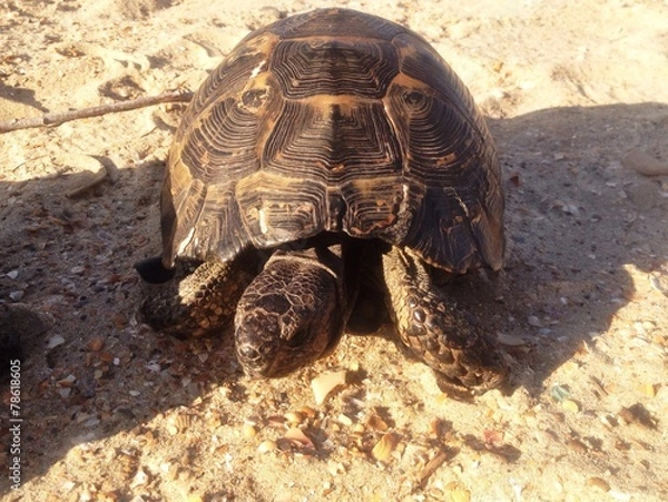 Obraz черепаха