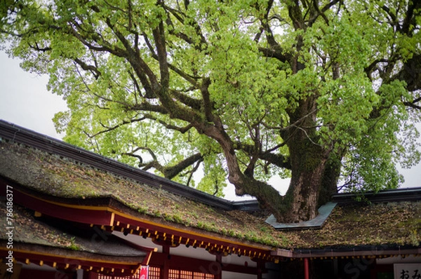 Obraz 福岡県 / 太宰府天満宮