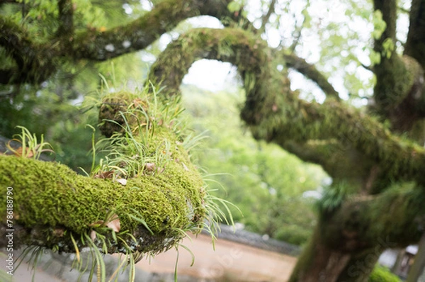 Obraz 福岡県 / 太宰府天満宮
