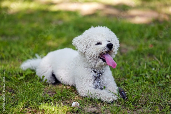 Obraz bichon in the park