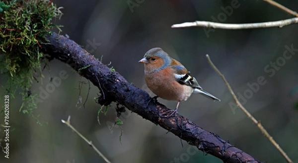 Obraz Chaffinch feeding in the woods