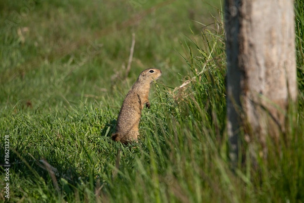 Obraz European ground squirrel on the lawn. (spermophilus citellus)