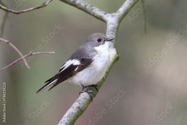 Obraz Trauerschnäpper