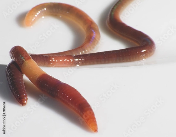 Fototapeta worms
