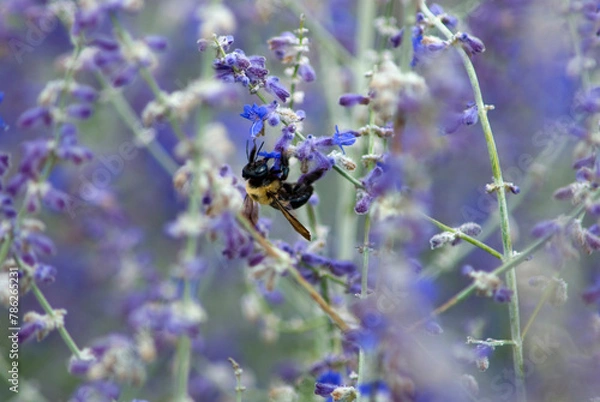 Obraz Bumble-bee pollinating lavender flowers