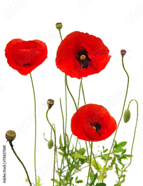 Fototapeta Czerwony mak