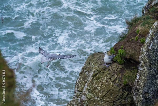 Obraz Couple de mouettes