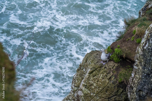 Obraz Couple de mouettes