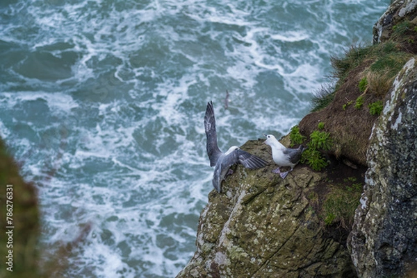 Obraz Couple de mouettes