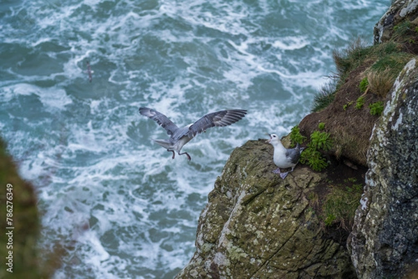 Obraz Couple de mouettes