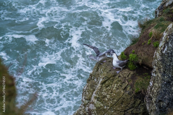 Obraz Couple de mouettes