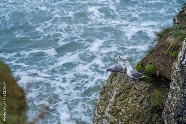 Obraz Couple de mouettes