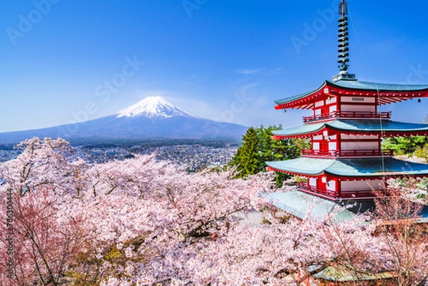 Fototapeta 春の新倉山浅間公園　富士山、五重塔、満開の桜【山梨県・富士吉田市】　
Mt. Fuji and the five storied pagoda seen from Arakurayama Sengen Park where the cherry blossoms are in full bloom - Yamanashi, Japan