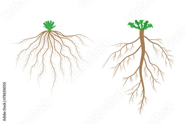 Fototapeta Root systems. Fibrous root system and taproot system.