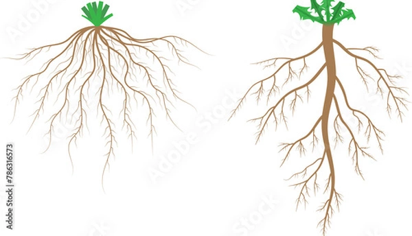 Fototapeta Root systems. Fibrous root system and taproot system.