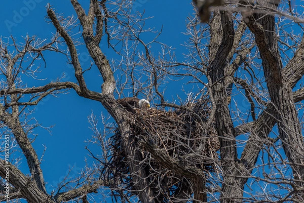Obraz Female Bald Eagle Feeding Her Young In A Huge Nest In Early April in De Pere, Wisconsin
