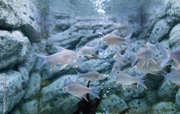 Obraz White carp is a native fish of Southeast Asia.