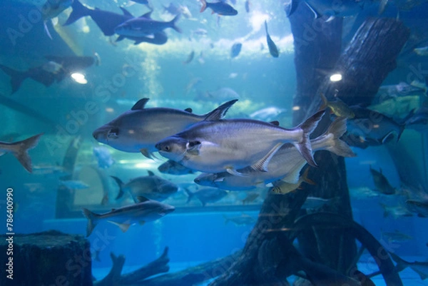 Fototapeta A type of large freshwater fish. Its scientific name is Pangasius sanitwongsei and belongs to the Swai fish family. (Pangasiidae)