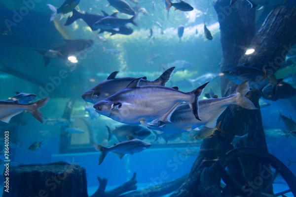 Obraz A type of large freshwater fish. Its scientific name is Pangasius sanitwongsei and belongs to the Swai fish family. (Pangasiidae)