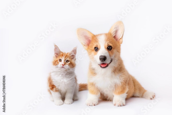 Fototapeta Cute  Welsh corgi puppy and a red kitten sit together on a white background. isolated on a white background