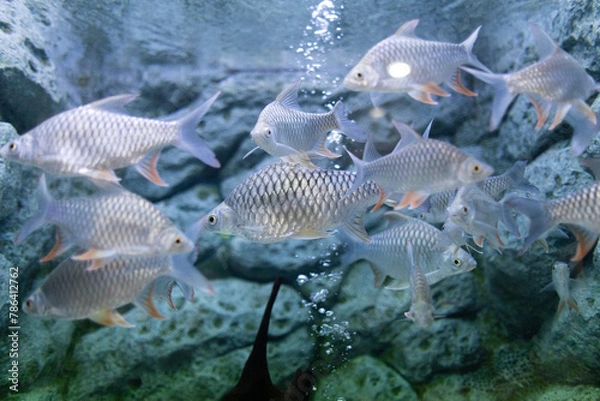 Obraz White carp is a native fish of Southeast Asia.