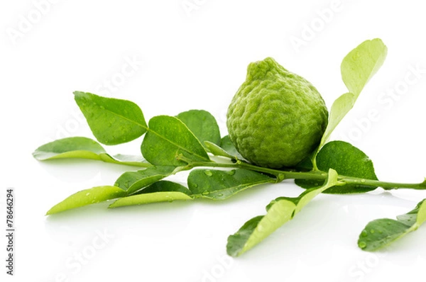 Obraz Kaffir lime fresh leaf