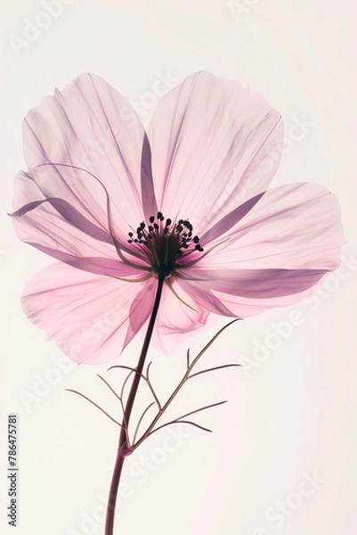 Fototapeta Single Light pink Flower Clipart on Plain Background
