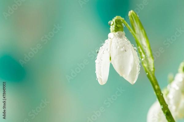 Obraz snowdrop