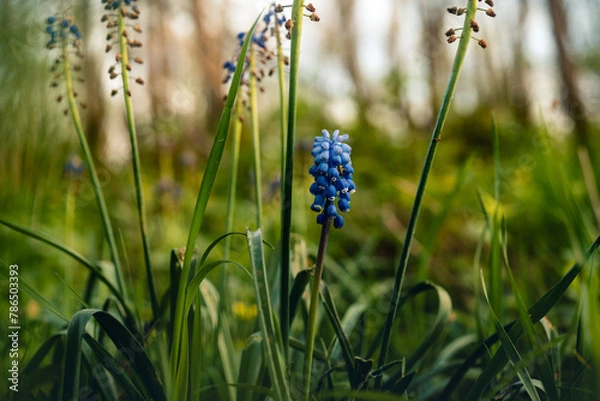 Obraz Frühling im Wald, wenn die Blütezeit beginnt, Pollenflug, Schlehe, Kirsche, Lupinen, Pusteblume