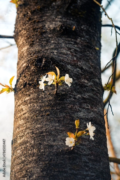 Obraz Frühling im Wald, wenn die Blütezeit beginnt, Pollenflug, Schlehe, Kirsche, Lupinen, Pusteblume