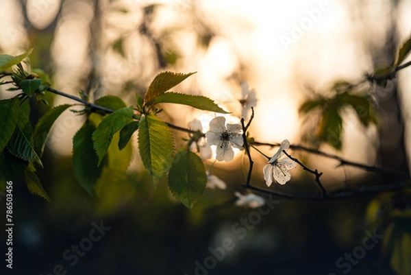Obraz Frühling im Wald, wenn die Blütezeit beginnt, Pollenflug, Schlehe, Kirsche, Lupinen, Pusteblume