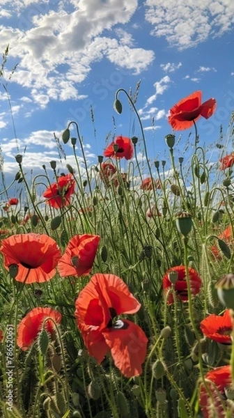 Fototapeta poppy flowers in summer, In remember of military veteran and Happy memorial day Celebration
