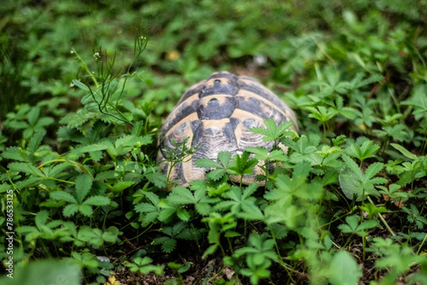 Obraz Hermanni turtles 