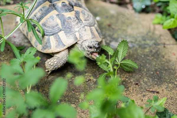 Obraz Hermanni. turtles eat. 