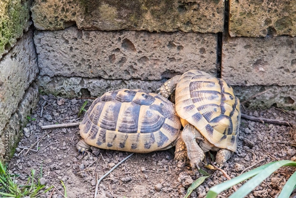 Obraz Hermanni turtles play together