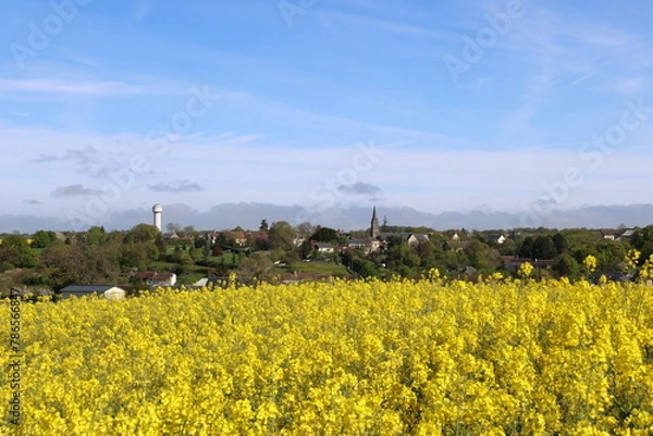 Obraz Houssay et les colzas
