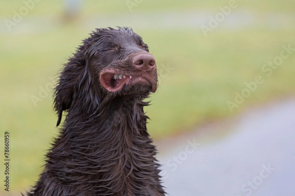 Obraz Verrückter Hund