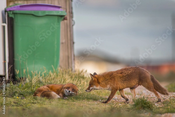 Fototapeta two red fox vulpes playing together next to bins in a car park male and female interaction, bonding fox couple play fighting 