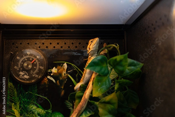 Fototapeta Bearded dragon perched on a branch surrounded by green leaves under warm lighting - inside a terrarium with a hygrometer. Taken in Toronto, Canada.