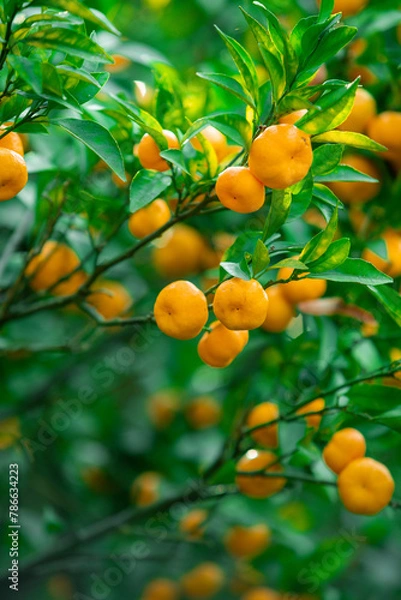 Fototapeta  Orange trees with ripe fruits