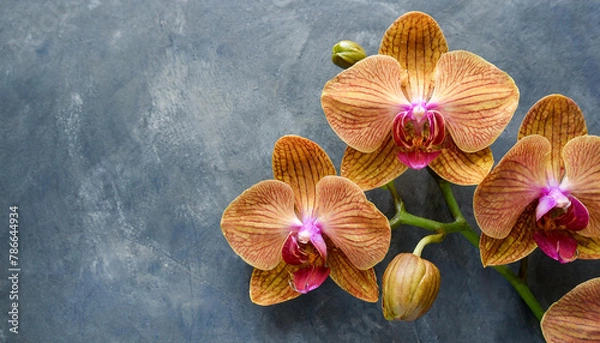 Obraz Three orange orchids on a blue-gray backdrop with space for text or image