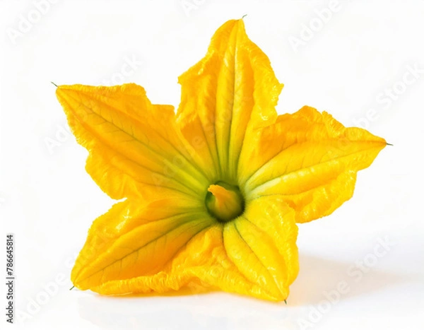 Fototapeta Yellow pumpkin or zucchini flower isolated on a white background.