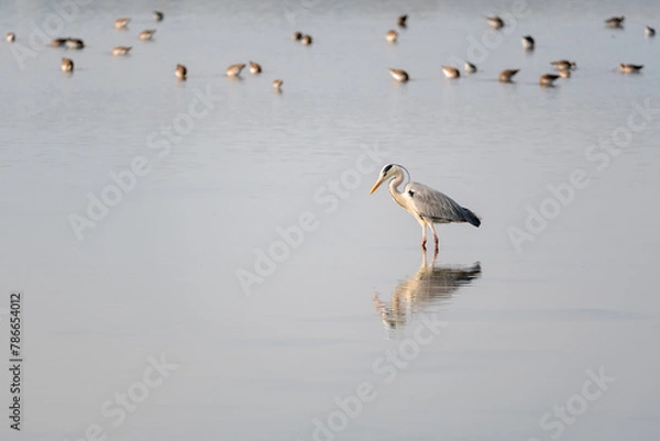 Obraz grey heron in a mirror lake. beautiful natural minimalist scenery. lilleau des niges, re island, ornithological reserve