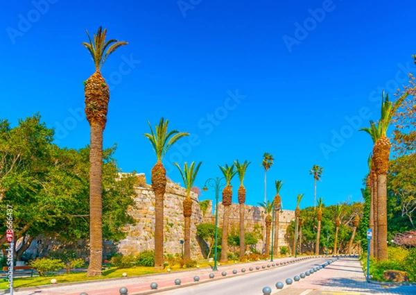 Fototapeta the famous avenue of Palms in Kos island in Greece