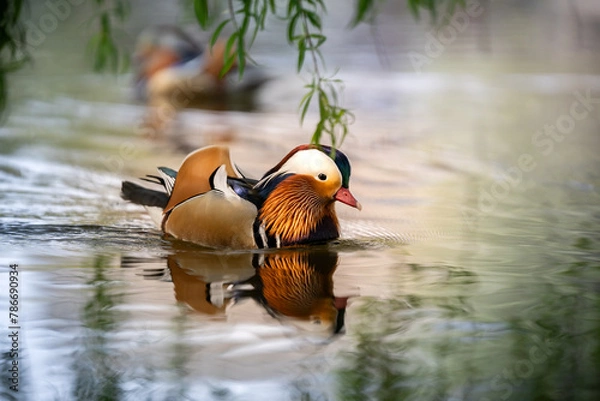 Obraz Kaczka mandarynka