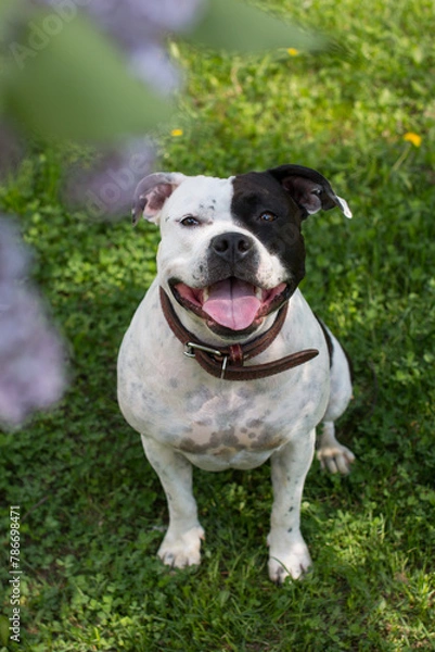 Fototapeta The dog is relaxing in the park in nature in lilac flowers. Walking with a pet