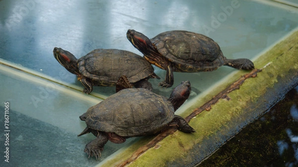 Fototapeta Serene Turtles at Water’s Edge