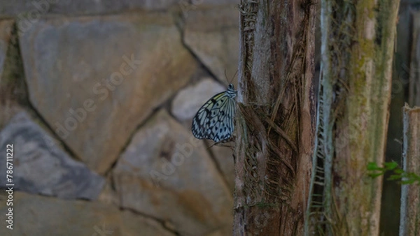 Fototapeta Elegant Rice Paper Butterfly Perch