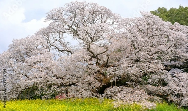 Fototapeta 満開の吉高の大桜、千葉県、春の日本の風景、春の関東地方の風景